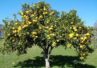 Arbusto pompelmo rosa gigante frutti belli