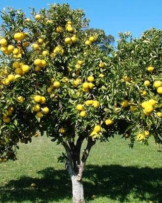 Arbusto pompelmo rosa gigante frutti belli