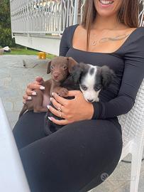Cuccioli di cane meticci di piccola taglia