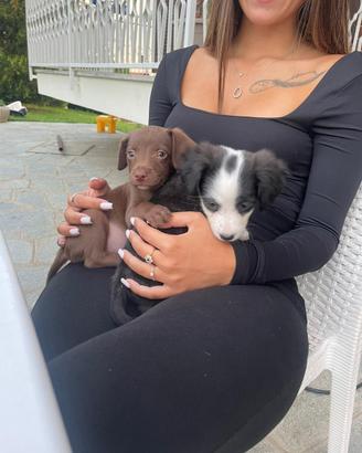 Cuccioli di cane meticci di piccola taglia