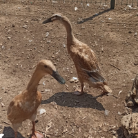 Anatre corritrici indiane