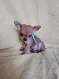 PEPE - chihuahua extra mini