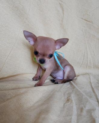PEPE - chihuahua extra mini