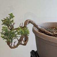 bonsai cipresso cascata