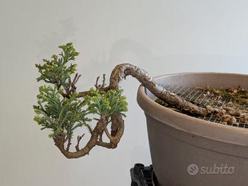 bonsai cipresso cascata