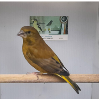 Verdone mutato Giallo Dominante