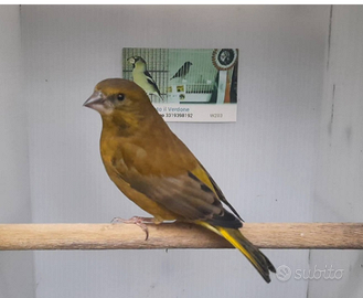 Verdone mutato Giallo Dominante