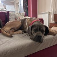 Cane corso