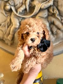 Barboncini Mini Toy e Tea Cup