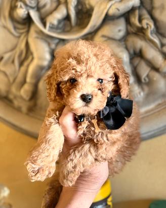 Barboncini Mini Toy e Tea Cup