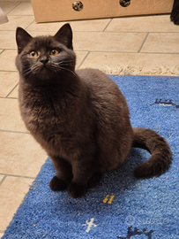 Maschio di Scottish Stright Black Chocolate