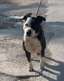 Pitbull