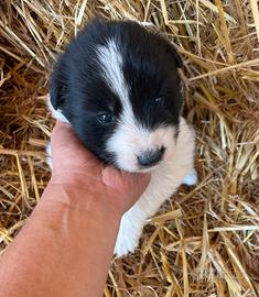 Ultima cucciola