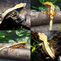 Geco ciliatus femmime