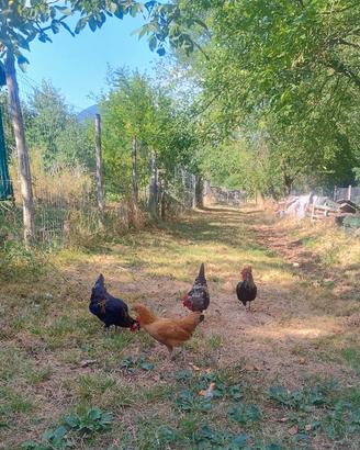 Galletti e galline Mugellesi