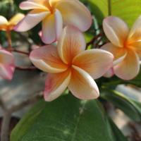  pianta di Pomelia  o Frangipane 