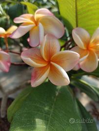  pianta di Pomelia  o Frangipane 