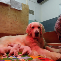 Cucciola Golden retriever pura inglese