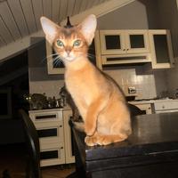 Gatti Abissini: cuccioli Blue e Ruddy