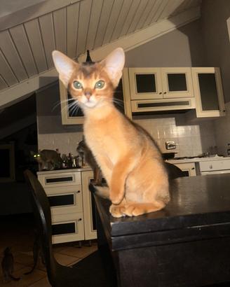 Gatti Abissini: cuccioli Blue e Ruddy