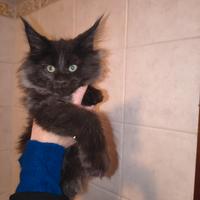Cuccioli Maine Coon
