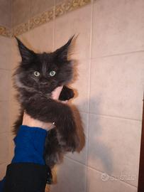 Cuccioli Maine Coon