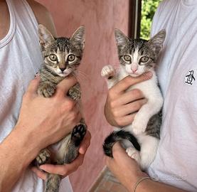 Gattini gatti di 3 mesi marrone e grigio bianco