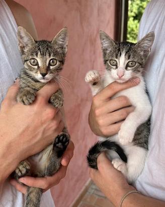 Gattini gatti di 3 mesi marrone e grigio bianco