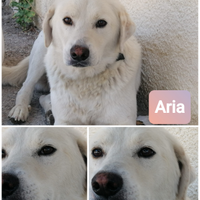 ARIA meraviglioso amico cane in ADOZIONE
