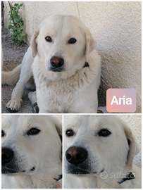 ARIA meraviglioso amico cane in ADOZIONE
