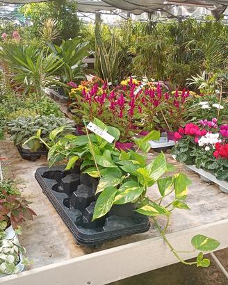 piante decorative