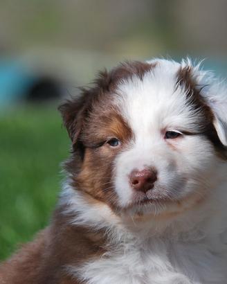 Vendita cuccioli pastore australiano