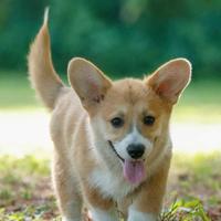 Cuccioli di corgi