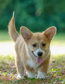 Cuccioli di corgi