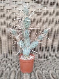 Tephrocactus Articulatus var. Papyracanthus 26cm