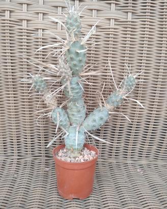 Tephrocactus Articulatus var. Papyracanthus 26cm