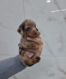 Cuccioli bassotto