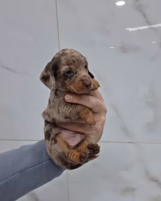 Cuccioli bassotto