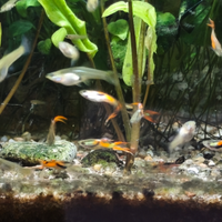 Guppy Endler