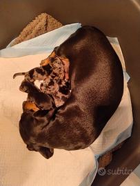 Cuccioli bassotto arlecchino