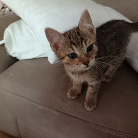 Gatto maschio