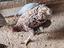 Immagine 6