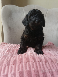 Barboncino maschio toy