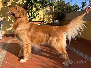 Golden Retriever Americano disponibile per monta