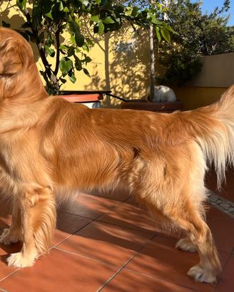 Golden Retriever Americano disponibile per monta