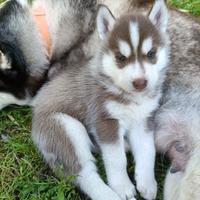 Cucciolo di Siberian husky