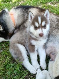 Cucciolo di Siberian husky