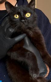 Aurelio gatto 10 mesi