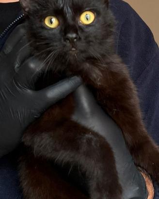 Aurelio gatto 10 mesi