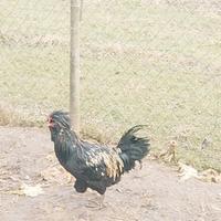 Gallo Padovano con ciuffo